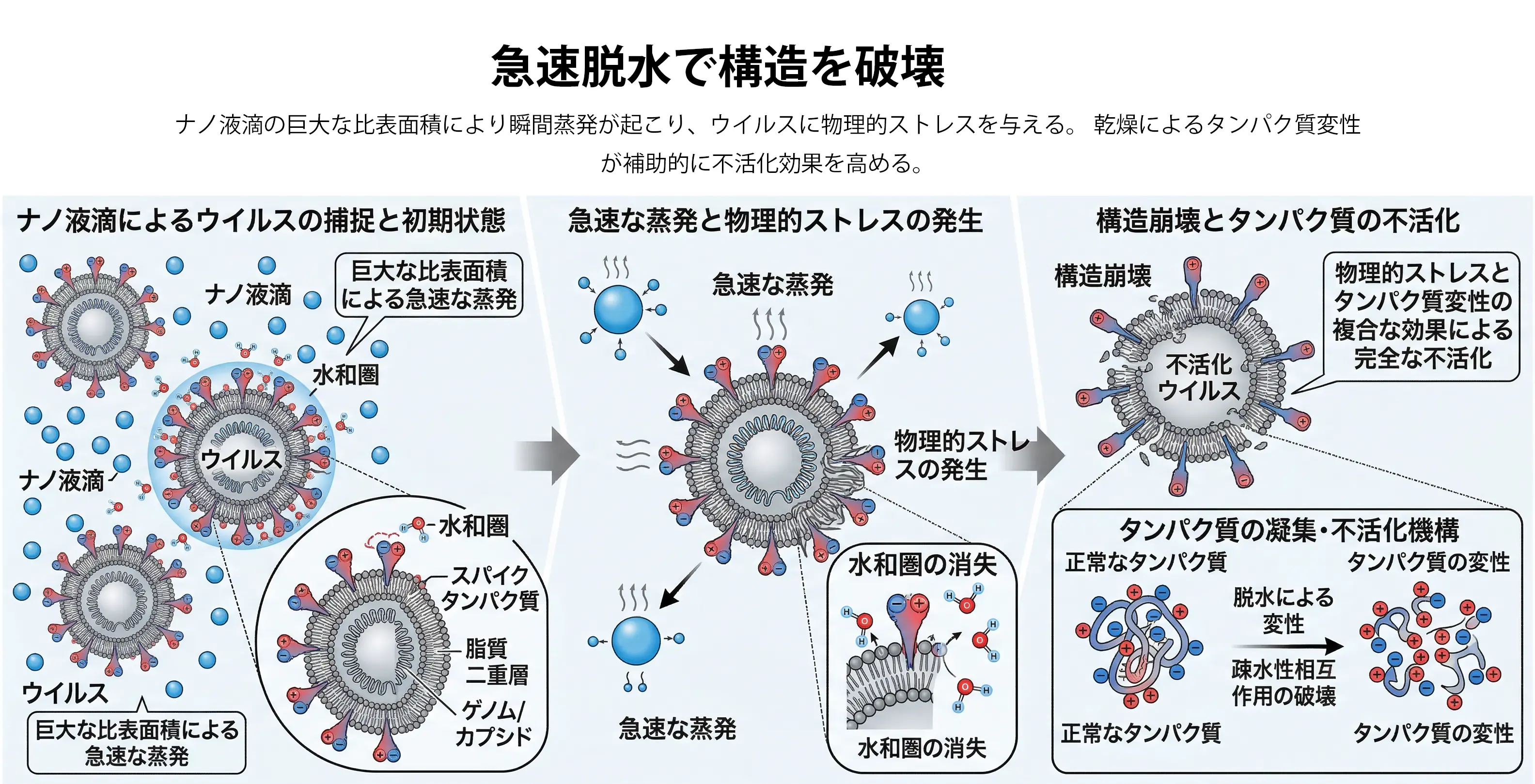 急速脱水で構造を破壊